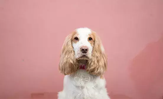 How to keep dogs cool in the summer